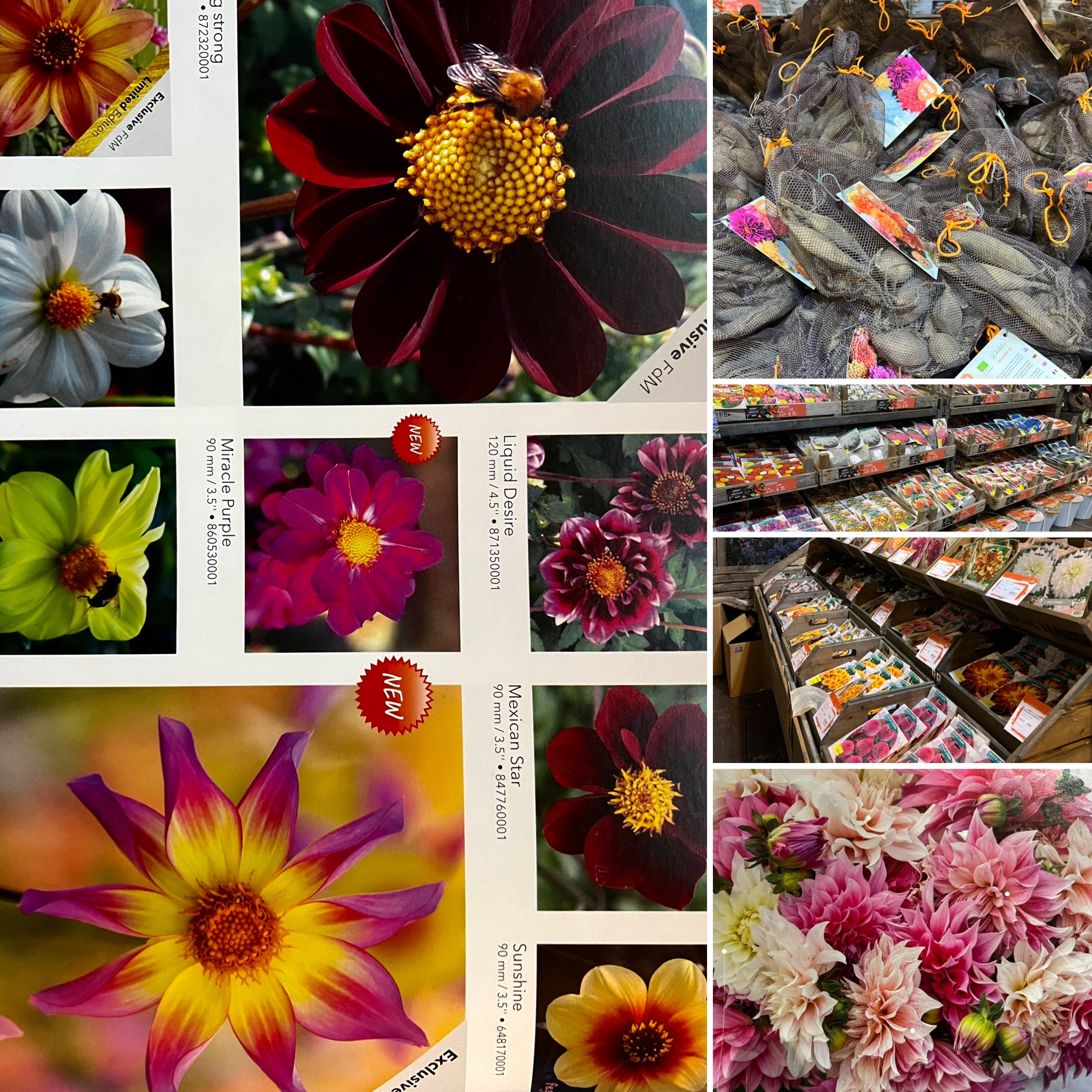 Ein Ausflugsziel für Norddeutschland ist Garten und Kunst de Wolff mit einem Laden, einen Flohmarkt, Dekoscheunen und einen 15 000 qm großen Ideengarten, Zukunftsgarten und Lehrgarten, für viele auch ein Impulsgarten und für Künstler 7 Kunstaussteller ein Schaugarten. Damit ein sehenswertes Ausflugsziel in Ostfriesland, an der Nordsee Norddeutschland direkt am Wasser. Der Garten ist ein Ausflugsziel in Ostfriesland an der Nordseeküste