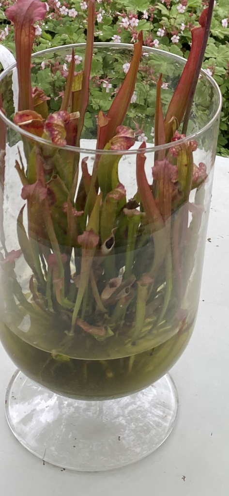 Mehr Informationen gibt es persönlich von der freien Gartenberaterin de Wolff www.freie-Gartenberatung.de von Garten und Kunst de Wolff für das raue Küstenklima in Wilhelmshaven , Cuxhaven, Friesland, Ostfriesland, Norddeich, Norden, Krummhörn, Hage, Berumbur, Großheide freie Gartenberatung Erna de Wolff aus Moormerland Ostfriesland Norddeutschland Niedersachsen Gartenplanung Beratung Gartenideen Garteninspiration von Erna de Wolff Gartenberatung Moormerland und Gartenplanung Ostfriesland Gartengestaltung in Niedersachsen Im Schaugarten Garten und kunst in Ostfriesland zeigt Gartenexperte viele Gartenideen