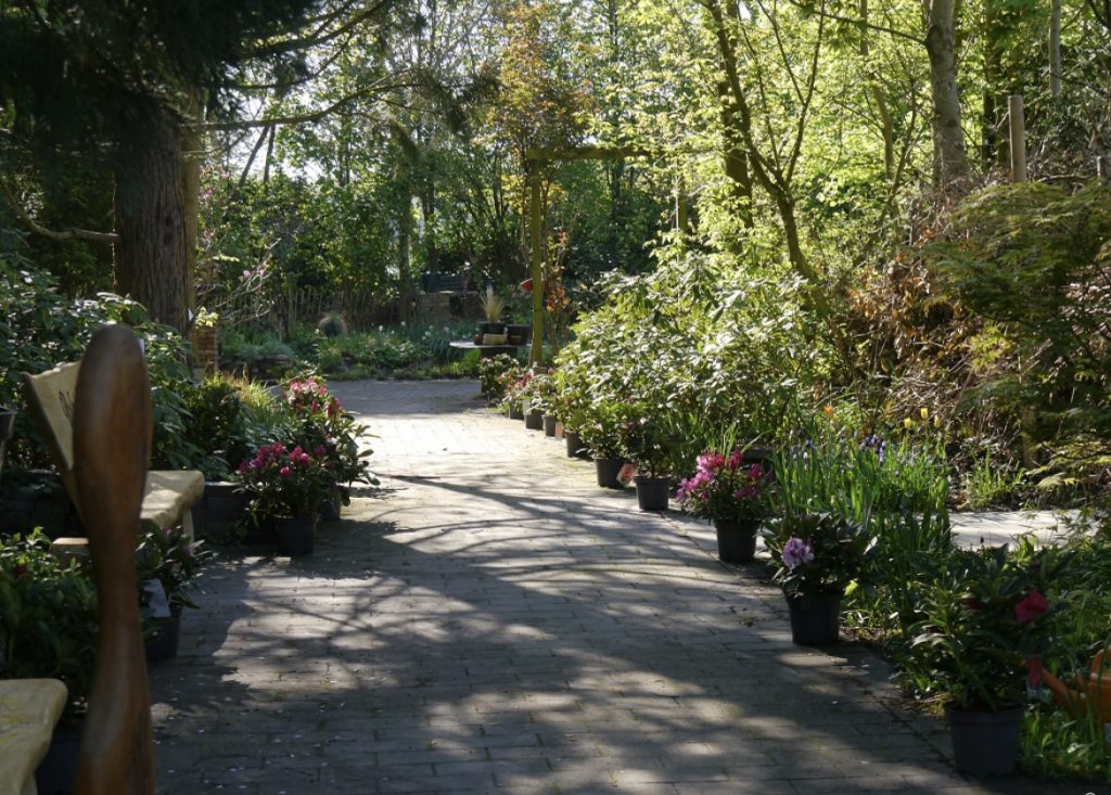 Mehr Informationen gibt es persönlich von der freien Gartenberaterin de Wolff www.freie-Gartenberatung.de von Garten und Kunst de Wolff für das raue Küstenklima in Wilhelmshaven , Cuxhaven, Friesland, Ostfriesland, Norddeich, Norden, Krummhörn, Hage, Berumbur, Großheide freie Gartenberatung Erna de Wolff aus Moormerland Ostfriesland Norddeutschland Niedersachsen Gartenplanung Beratung Gartenideen Garteninspiration von Erna de Wolff Gartenberatung Moormerland und Gartenplanung Ostfriesland Gartengestaltung in Niedersachsen Im Schaugarten Garten und kunst in Ostfriesland zeigt Gartenexperte viele Gartenideen