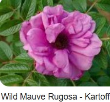 freien Gartenberaterin de Wolff www.freie-Gartenberatung.de von Garten und Kunst de Wolff für das raue Küstenklima in Wilhelmshaven, Cuxhaven, Friesland, Ostfriesland, Norddeich, Norden, Krummhörn, Hage, Berumbur, Großheide us Moormerland Ostfriesland Norddeutschland Niedersachsen Gartenplanung Beratung Gartenideen Garteninspiration von Erna de Wolff Gartenberatung Jheringsfehn Gartenplanung Ostfriesland Gartengestaltung in Niedersachsen Im Schaugarten Garten und Kunst in Ostfriesland zeigt Gartenexperte viele Gartenideen