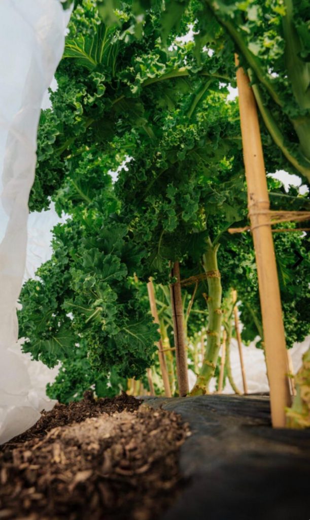 freien Gartenberaterin de Wolff www.freie-Gartenberatung.de von Garten und Kunst de Wolff für das raue Küstenklima in Wilhelmshaven, Cuxhaven, Friesland, Ostfriesland, Norddeich, Norden, Krummhörn, Hage, Berumbur, Großheide us Moormerland Ostfriesland Norddeutschland Niedersachsen Gartenplanung Beratung Gartenideen Garteninspiration von Erna de Wolff Gartenberatung Jheringsfehn Gartenplanung Ostfriesland Gartengestaltung in Niedersachsen Im Schaugarten Garten und Kunst in Ostfriesland zeigt Gartenexperte viele Gartenideen