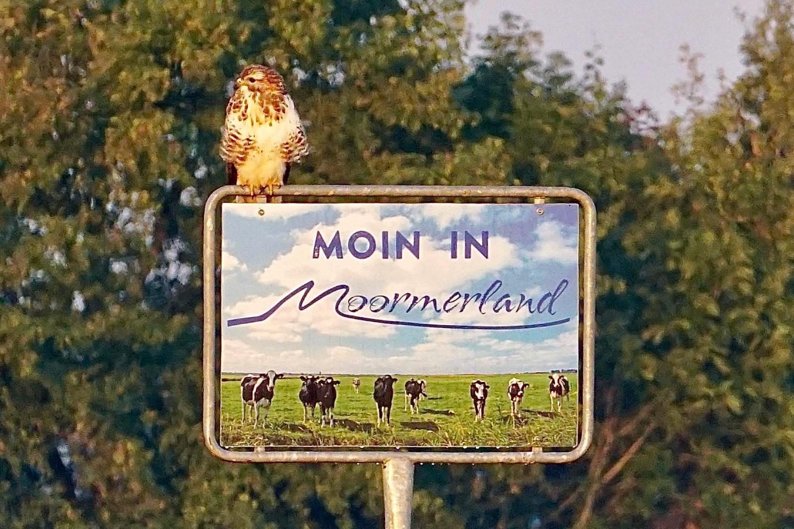 Garten und Kunstausstellung bei der freien Gartenberatung erna de wolff Ostfriesland Moormerland an der Küste Nordsee Leer Aurich Emden Niedersachsen fyp event Kunstausstellung Ostfriesland (6)