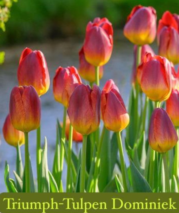 25. & 26. April 2026 – Freie Gartenberatung & Garten & Kunst de Wolff in Jheringsfehn /Ostfriesland Wir laden Sie herzlich ein zur Garten- & Kunstausstellung der Freien Gartenberatung am 25. und 26. April 2026. Freuen Sie sich auf zwei inspirierende Tage rund um Gartenkultur, Kunst, Naturerlebnis, Fachwissen und genussvolle Begegnungen in besonderer Atmosphäre. Zahlreiche Ausstellerinnen und Aussteller präsentieren handgefertigte Unikate, neue Projekte und besondere Produkte aus den Bereichen Metall- und Holzdesign, kreative Kunst, biologische Erzeugnisse und Garteninnovationen. Viele Stände laden zum Probieren, Entdecken und persönlichen Austausch ein – inklusive Prosecco-Angeboten direkt bei ausgewählten Ausstellern. Ein weiterer Höhepunkt ist die große Tombola, der Flohmarkt sowie der Bratwurstverkauf. Die Erlöse aus diesen Aktionen kommen der Kinderbastelaktionshilfe zugute und unterstützen damit gezielt kreative Kinderprojekte. Ergänzend dazu bietet Verena eine Kinder-Yoga-Aktion an. Dieses Angebot ist eigenständig organisiert und unabhängig von Tombola und Spendenaktionen. Auch das Thema Bewegung, Achtsamkeit und Naturerlebnis spielt eine zentrale Rolle: Freuen Sie sich auf Lachyoga, Tai Chi, Waldbaden sowie begleitende Vorträge zu diesen Themen. Zusätzlich werden Saatgutinformationen, praktische Tipps rund um den naturnahen Gartenbau sowie die Vorstellung moderner Gartenwerkzeuge angeboten.