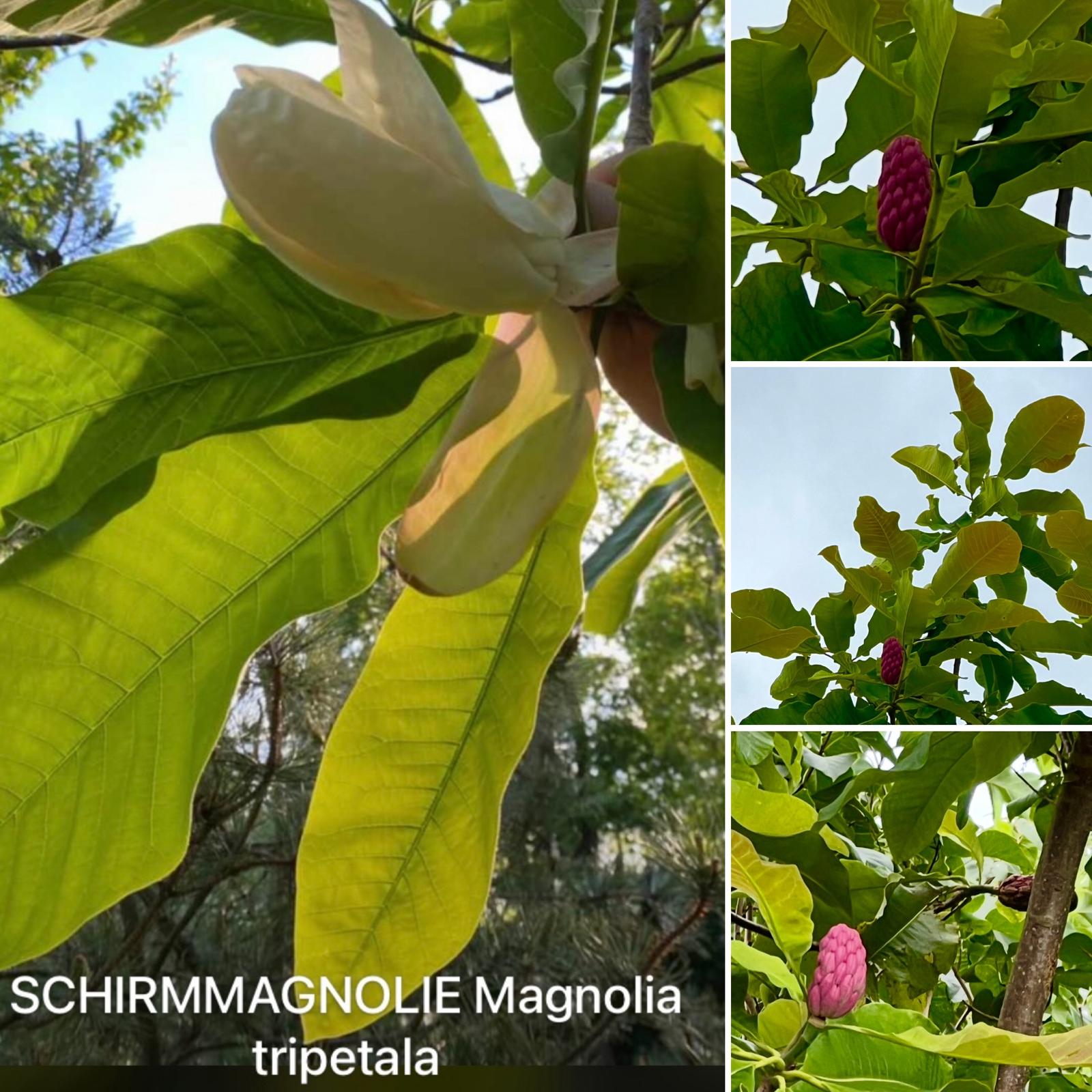 Wir laden Sie herzlich ein zur Garten- & Kunstausstellung der Freien Gartenberatung am 25. und 26. April 2026. Freuen Sie sich auf zwei inspirierende Tage rund um Gartenkultur, Kunst, Naturerlebnis, Fachwissen und genussvolle Begegnungen in besonderer Atmosphäre. Zahlreiche Ausstellerinnen und Aussteller präsentieren handgefertigte Unikate, neue Projekte und besondere Produkte aus den Bereichen Metall- und Holzdesign, kreative Kunst, biologische Erzeugnisse und Garteninnovationen. Viele Stände laden zum Probieren, Entdecken und persönlichen Austausch ein – inklusive Prosecco-Angeboten direkt bei ausgewählten Ausstellern. Ein weiterer Höhepunkt ist die große Tombola, der Flohmarkt sowie der Bratwurstverkauf. Die Erlöse aus diesen Aktionen kommen der Kinderbastelaktionshilfe zugute und unterstützen damit gezielt kreative Kinderprojekte. Ergänzend dazu bietet Verena eine Kinder-Yoga-Aktion an. Dieses Angebot ist eigenständig organisiert und unabhängig von Tombola und Spendenaktionen. Auch das Thema Bewegung, Achtsamkeit und Naturerlebnis spielt eine zentrale Rolle: Freuen Sie sich auf Lachyoga, Tai Chi, Waldbaden sowie begleitende Vorträge zu diesen Themen. Zusätzlich werden Saatgutinformationen, praktische Tipps rund um den naturnahen Gartenbau sowie die Vorstellung moderner Gartenwerkzeuge angeboten. Kulinarisch wird die Veranstaltung von den Ausstellern selbst begleitet: Mit Kaffee und Kuchen, deren Erlös direkt der Unterstützung der Veranstaltung zugutekommt – ein gemeinschaftliches Engagement aller Beteiligten. Hinweis zur Barrierefreiheit: Das Veranstaltungsgelände ist ein naturnaher Gartenbereich und daher nur eingeschränkt rollstuhlgerecht sowie nur bedingt für Menschen mit Mobilitätseinschränkungen geeignet.